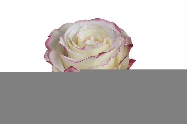 <h4>R GR SWEETNESS</h4>