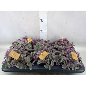 Tradescantia cerinth. 'Sweetness'