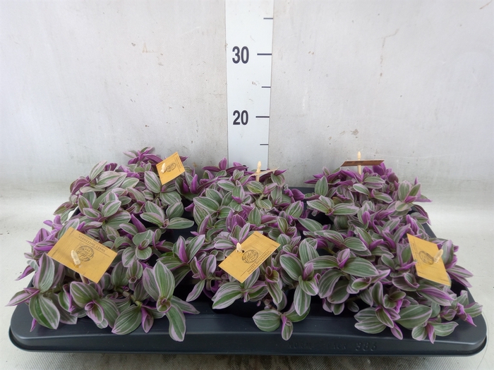 <h4>Tradescantia cerinth. 'Sweetness'</h4>