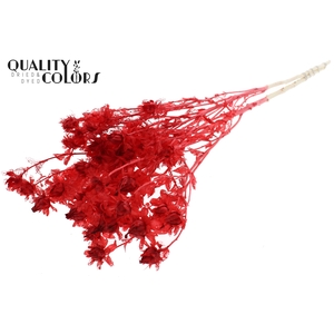 Carthamus per bunch Intense Red