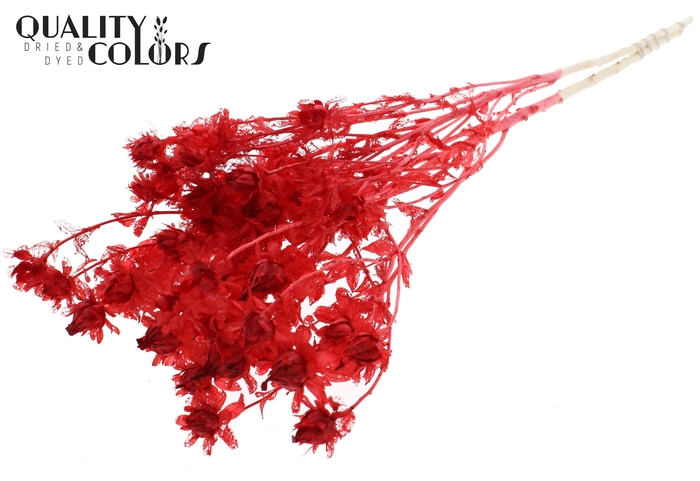 <h4>Carthamus per bunch Intense Red</h4>