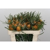 Banksia Dryandra