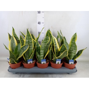 Sansevieria trifa. 'Futura Superba'