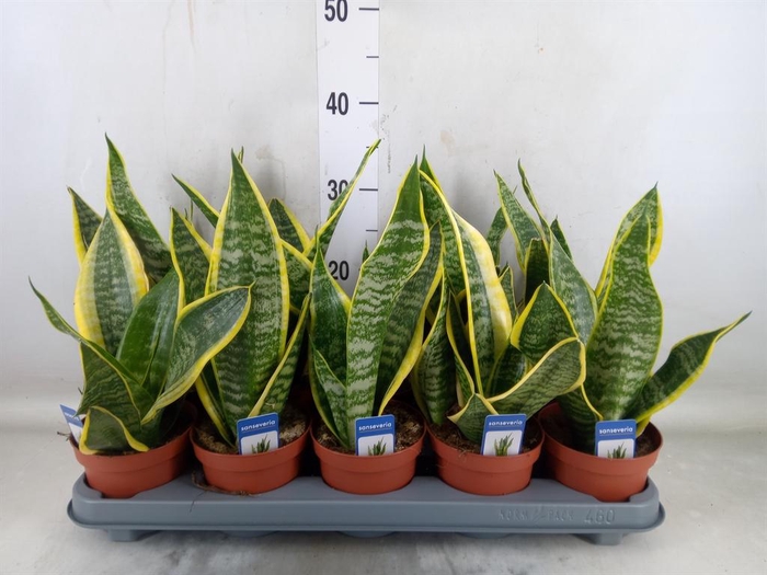 <h4>Sansevieria trifa. 'Futura Superba'</h4>