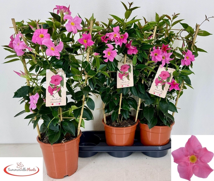 <h4>MANDE RIO EL PINK</h4>