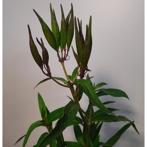 Ascl Incarnata