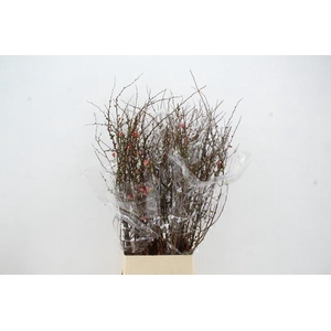 CHAENOMELES SUPERBA 100CM