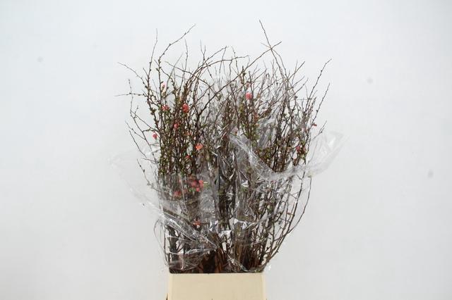 <h4>CHAENOMELES SUPERBA 100CM</h4>