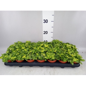 Fittonia  'Mosaic Lemon'