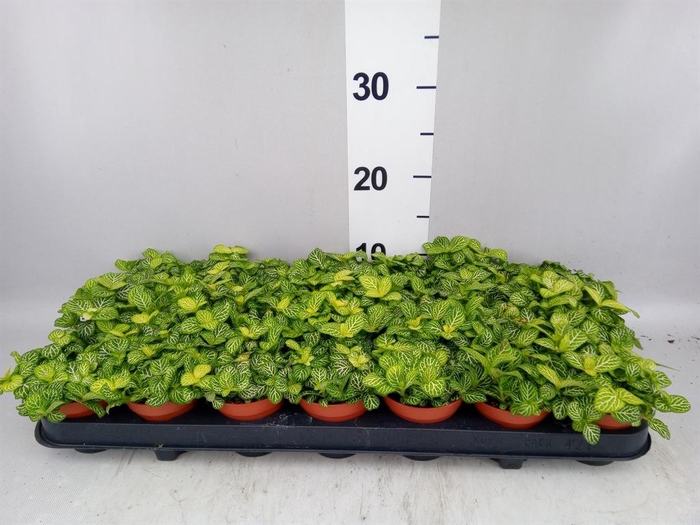 <h4>Fittonia  'Mosaic Lemon'</h4>