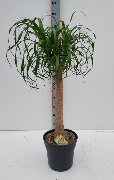 <h4>BEAUCARNEA RECUR</h4>