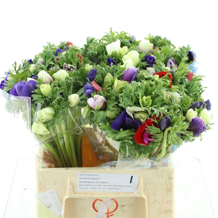 <h4>Anem Co Mar Mix</h4>