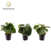 Peperomia Raindrop
