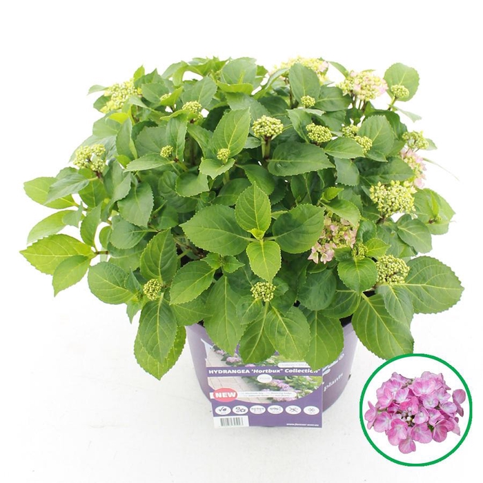 <h4>Hydrangea macr. Forever & Ever® 'Hortbux'® Roze C5 (23cm.) Kn.</h4>