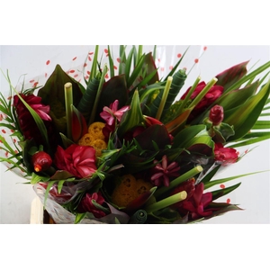 Bq Round Topic Heliconia Albatros