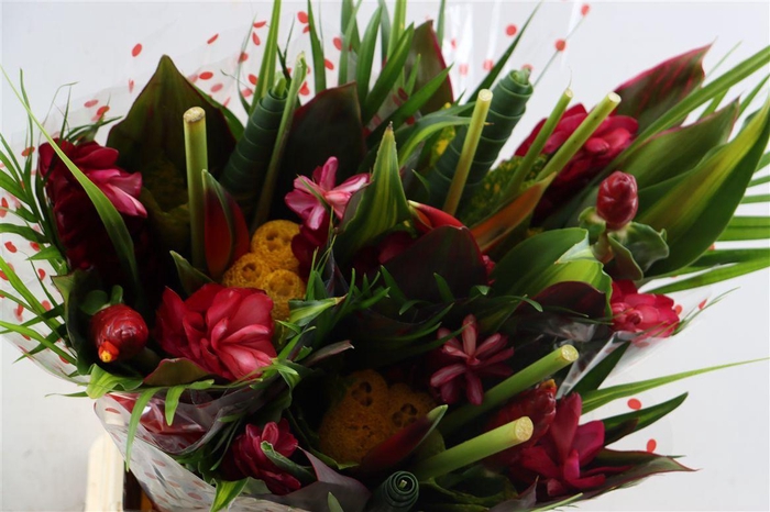 <h4>Bq Round Topic Heliconia Albatros</h4>