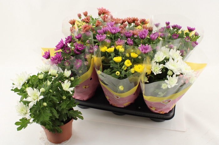 <h4>CHRYS GEVULDBL GEM</h4>