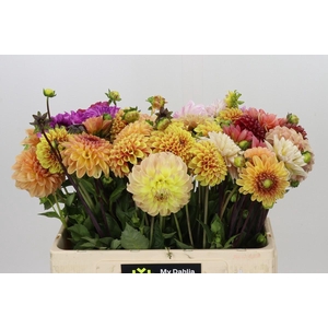 Dahlia Gemengd in bos