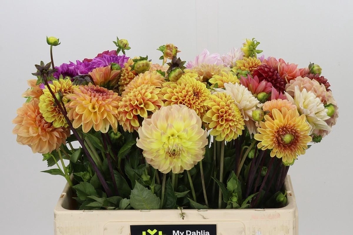 <h4>Dahlia Gemengd in bos</h4>