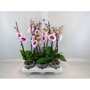 Phalaenopsis   ...