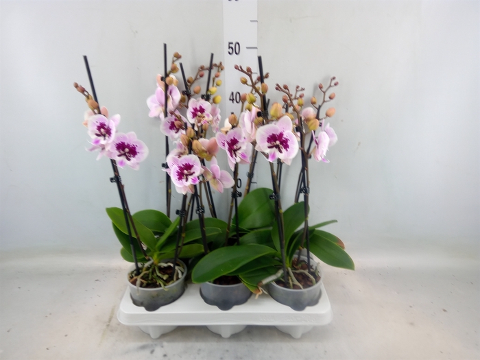 <h4>Phalaenopsis   ...</h4>