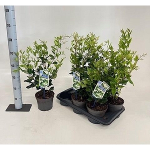 LIGUS JAPONICUM