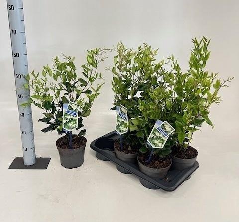 <h4>LIGUS JAPONICUM</h4>