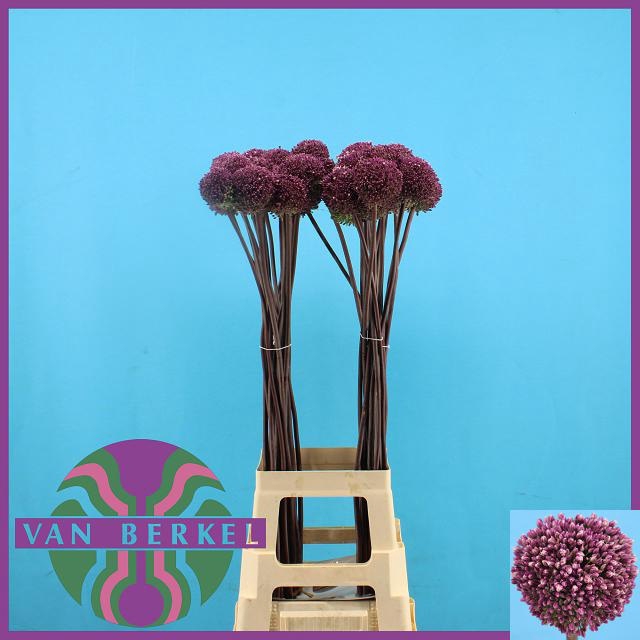 <h4>ALLIUM SUMMER DRUMME</h4>