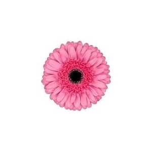 Gerbera Peppa Doos