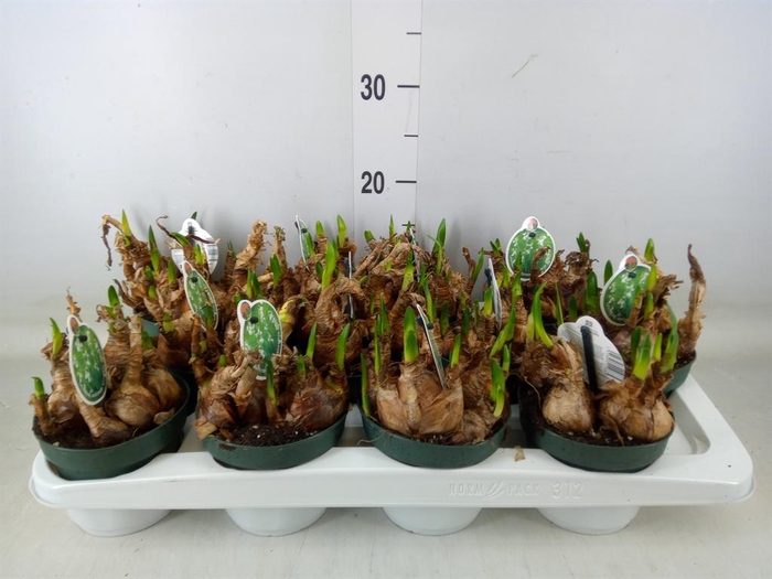 <h4>Leucojum aestivum</h4>