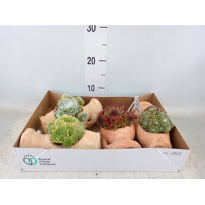 Sempervivum   ...mix