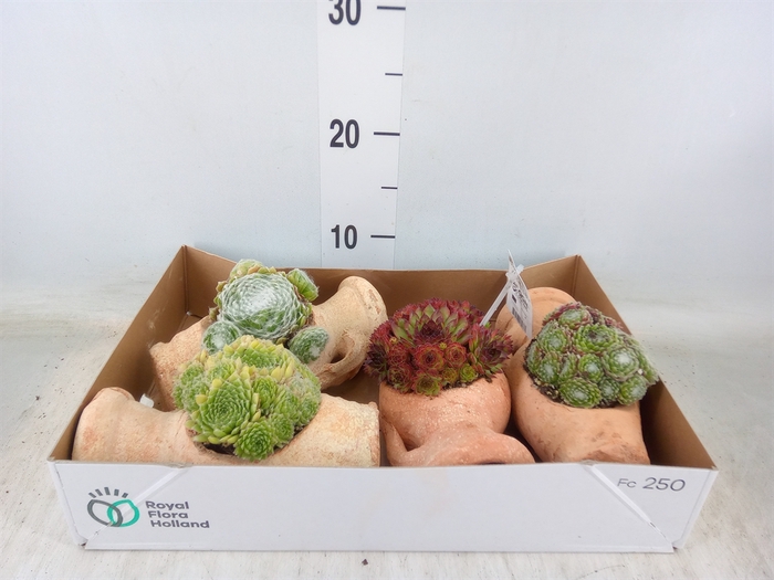 <h4>Sempervivum   ...mix</h4>