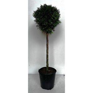 Thuja oc. Smaragd, stam 60 cm 7.5 liter boomcontainer VANAF 2 CC!!