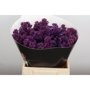 Wax Skimmia Wax Skim Paars