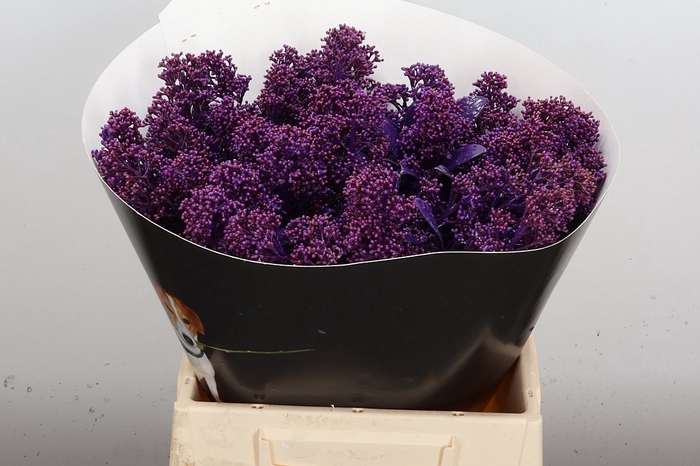 <h4>Skimmia Wx Paars</h4>