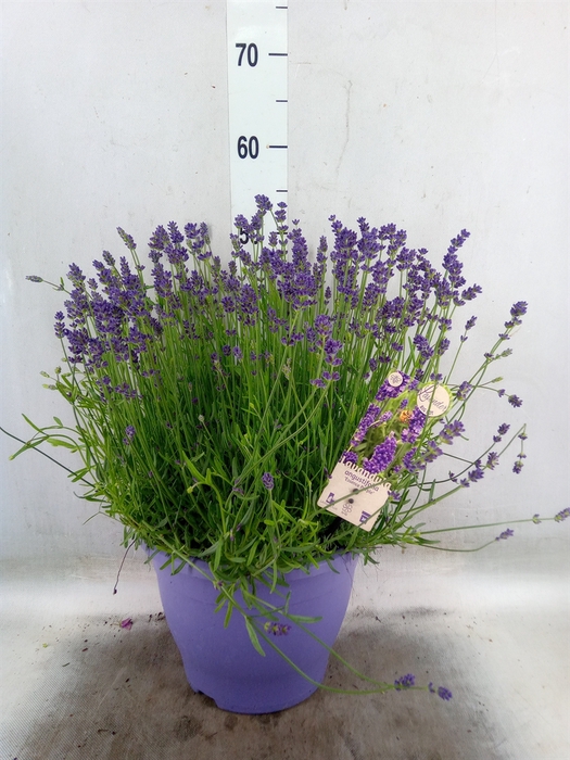 <h4>Lavandula angus. 'Essence Pure'</h4>