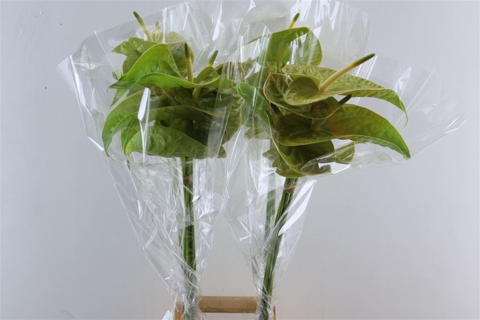 <h4>Anth A Olivius</h4>