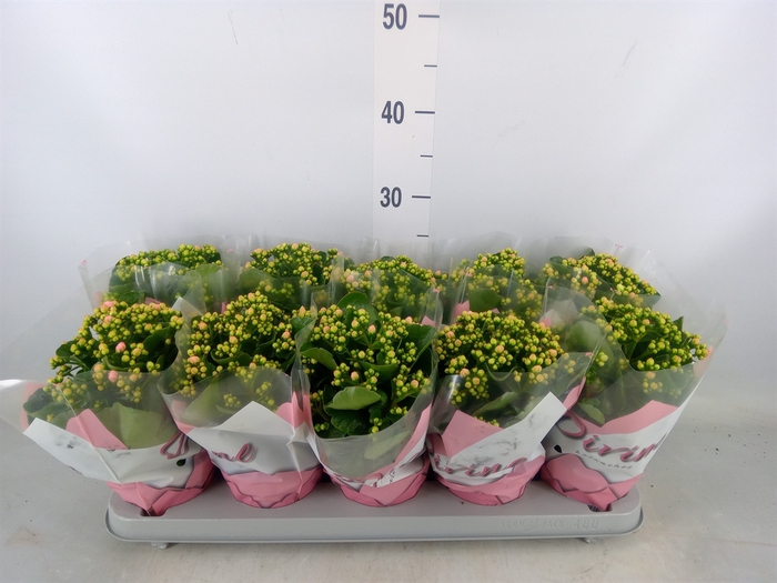 <h4>Kalanchoe blos. 'Perfecta Bicolor'</h4>