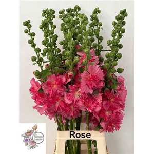 Alcea Rosea Rose