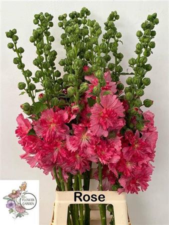 <h4>Alcea Rosea Rose</h4>