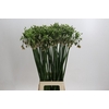 Allium Nectaroscordum Siculum