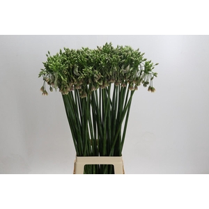 Allium Nectaroscordum Siculum