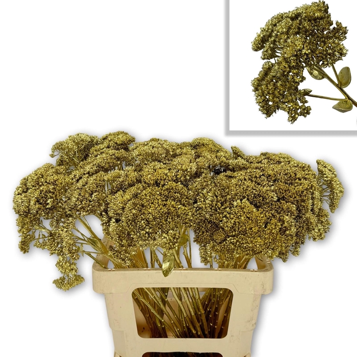 <h4>SEDUM SP KLB H% BS</h4>