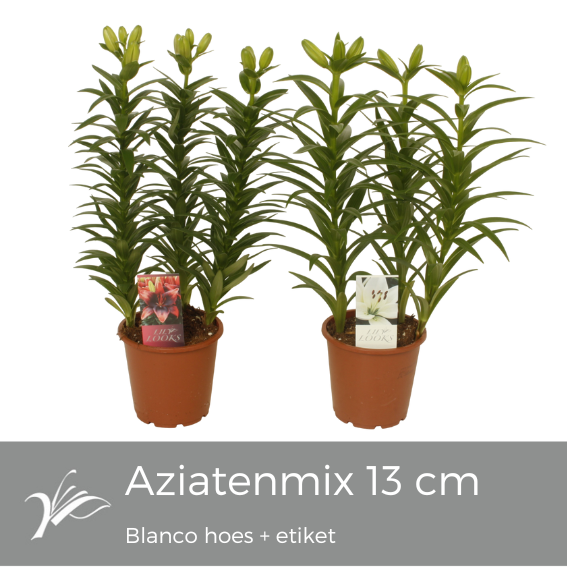 <h4>Lilium Tiny mix blanco hoes+etiket (az. lelie)</h4>