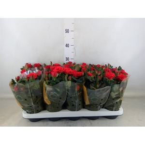Rosa  'Red Mercedes Kordana'