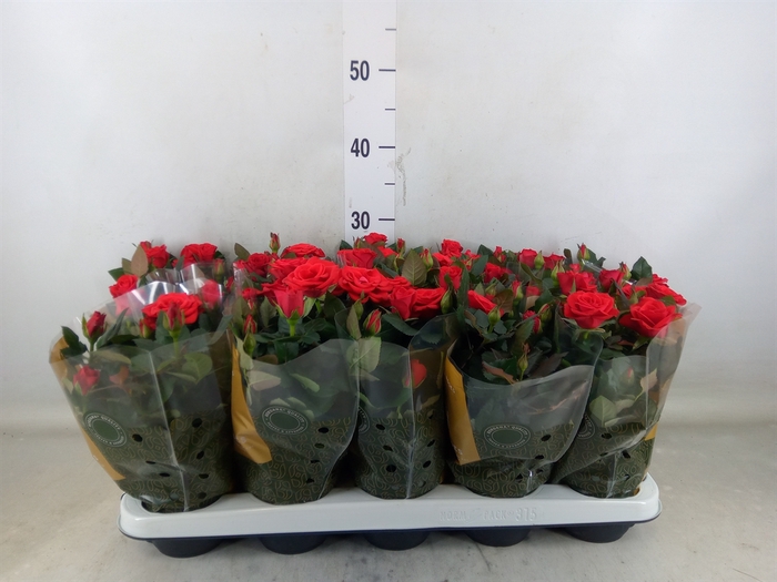 <h4>Rosa  'Red Mercedes Kordana'</h4>
