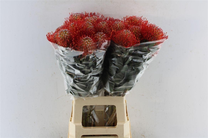 <h4>Leuco Co Ayoba Red</h4>