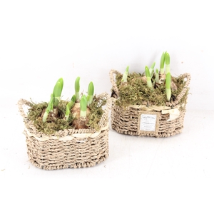 arr4 Narcis FL - Seagrass basket ovaal