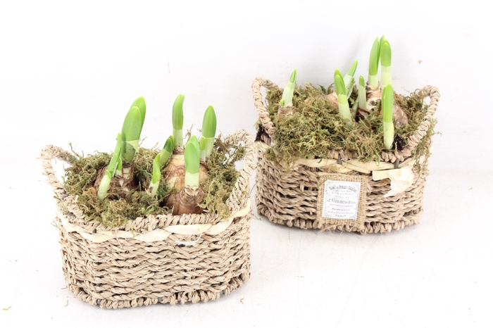 <h4>arr4 Narcis FL - Seagrass basket ovaal</h4>