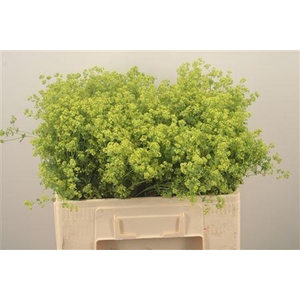 Alchemilla M Robustica